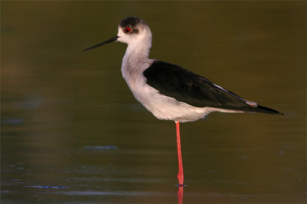 Cigüeñuela (Himantupus himantopus), descansando.